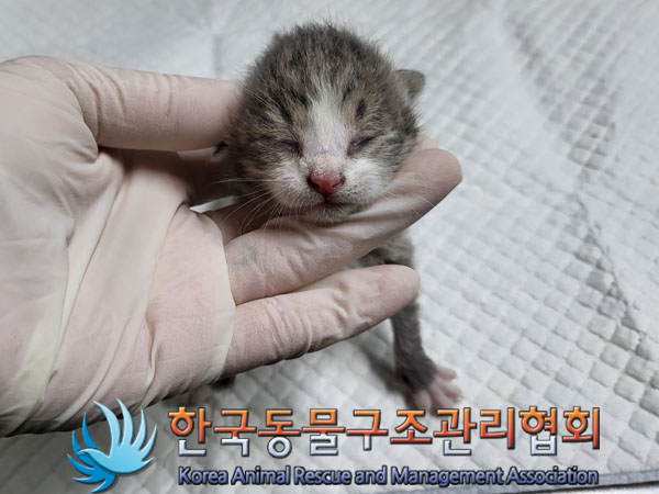 한국동물구조관리협회_411311202300650